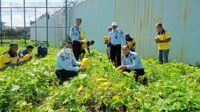 Panen Timun Suri, Rutan Kelas I Tangerang Sukseskan Program Pembinaan dan Kemandirian Kepada WBP di Bidang Pertanian