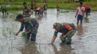 Dukung Ketahanan Pangan, Satgas Yonif 123/RW Bantu Masyarakat Tanam Padi di Perbatasan