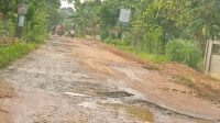 Miris! Sepanjang Jalan Sukoharjo Banyumas Kab Pringsewu,seperti Kumbangan Kerbau