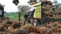 Petani Kelapa Sawit Indonesia Terima Kasih ke Presiden Jokowi Karena Cabut Larangan Ekspor