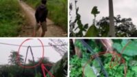 Kabel Arus Listrik Tegangan Tinggi terputus ,hingga Jatuh di Jalan Lintas Kp.Ciburial Sumber, Desa Margajaya. PLN kok Lambat Tanggapi…!?