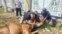 Berbagi Kebersamaan Polda Kalbar Sembelih 21 Ekor Sapi dan 8 Ekor Kambing Untuk di Bagikan