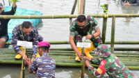 Peringati Hari Mangrove Sedunia Tahun 2022, Lantamal VI Laksanakan Penanaman 5000 Bibit Mangrove