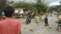 Antisipasi Pohon Tumbang, Bhabinkamtibmas Polsek Bambalamotu & Warga Tebang Pohon di Jalur Trans Sulawesi