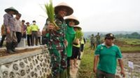 Kolaborasi Pentahelix Korem 071/Wijayakusuma dan Faperta Unsoed Tingkatkan Hanpangan, Tanam Padi Protani Protangguh Mencegah Stunting
