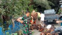Rasa Kepedulian Babinsa Koramil 1427-01 Bantu Para Petani Panen Sawit