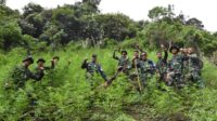 Jalan Kaki 6 jam, Danrem 023/KS Pimpin Prajurit Musnahkan 3 Ha Ladang Ganja di Bukit Tor Sihite.