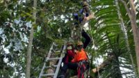 Tim SAR Gabungan Evakuasi Seorang Kakek Meninggal Dunia Tersangkut di Pohon saat Panen Jengkol di Wilayah Kab. Magelang