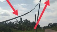 Mengerikan, Diduga Lalai Kabel Listrik Menempel di Pohon di Pontianak Utara Diduga Abaikan Keselamatan Publik!?