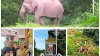 Maraknya Gajah Masuk Kebun Warga, PPWI Lamtim Berharap DPRD Lampung Timur Dapat Membantu Petani Carikan Solusi