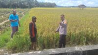 Bhabinkamtibmas Desa Polongaan Dukung Program Ketahanan Pangan Nasional, Sambangi Warga Panen Gabah