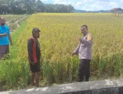 Bhabinkamtibmas Desa Polongaan Dukung Program Ketahanan Pangan Nasional, Sambangi Warga Panen Gabah