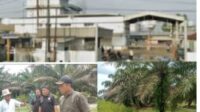 LSM-HAS Bersama Masyarakat Silaut Tinjau Kebun Sawit PT Incasi yang Diduga Ilegal
