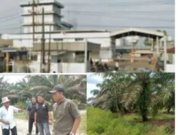 LSM-HAS Bersama Masyarakat Silaut Tinjau Kebun Sawit PT Incasi yang Diduga Ilegal