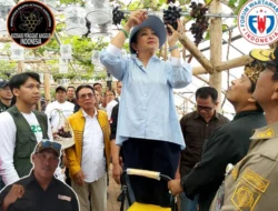 Direktur Buah & Florikultura – Liferdi Lukman Dampingi Kunjungan Dadakan Komisi IV DPR RI ke Kebun Anggur Firizco (ASPAI)