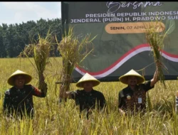 Danrem Wijayakusuma Vicon Panen Padi Serentak di Pemalang