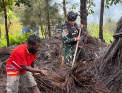 Gotong Royong Renovasi Rumah Adat Honai Papua Wujud Cinta Satgas Yonif 511/DY