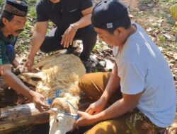 Semangat Iduladha, Ketua Pokja Wartawan Bandung Barat Sembelih dan Bagikan Hewan Qurban