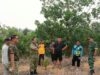 Demplot Satgas Karhutla  TNI, Uji Alternatif Pupuk Organik Ladang di Kayan Hilir